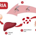 Reduce rate of Malaria
