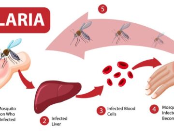 Reduce rate of Malaria
